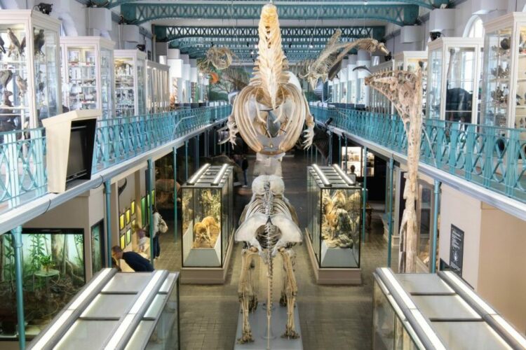 Meilleurs musées Lille : musée d'histoire naturelle